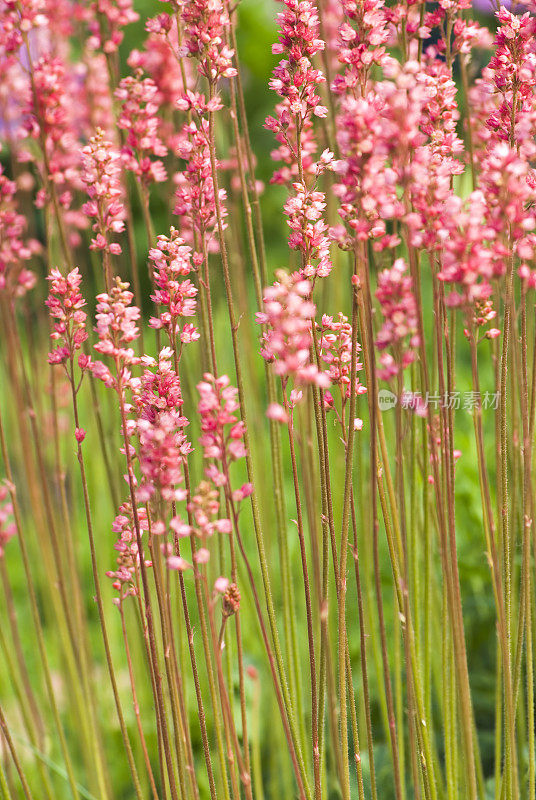 珊瑚钟(Heuchera) - II